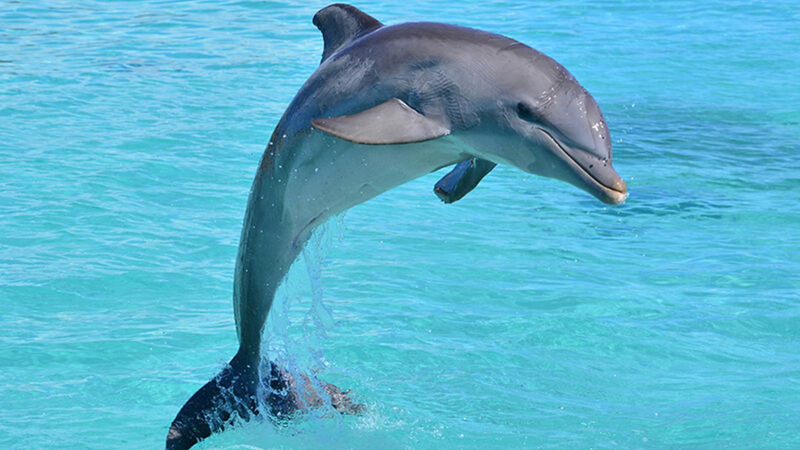 Resultat d'imatges de Dofins
