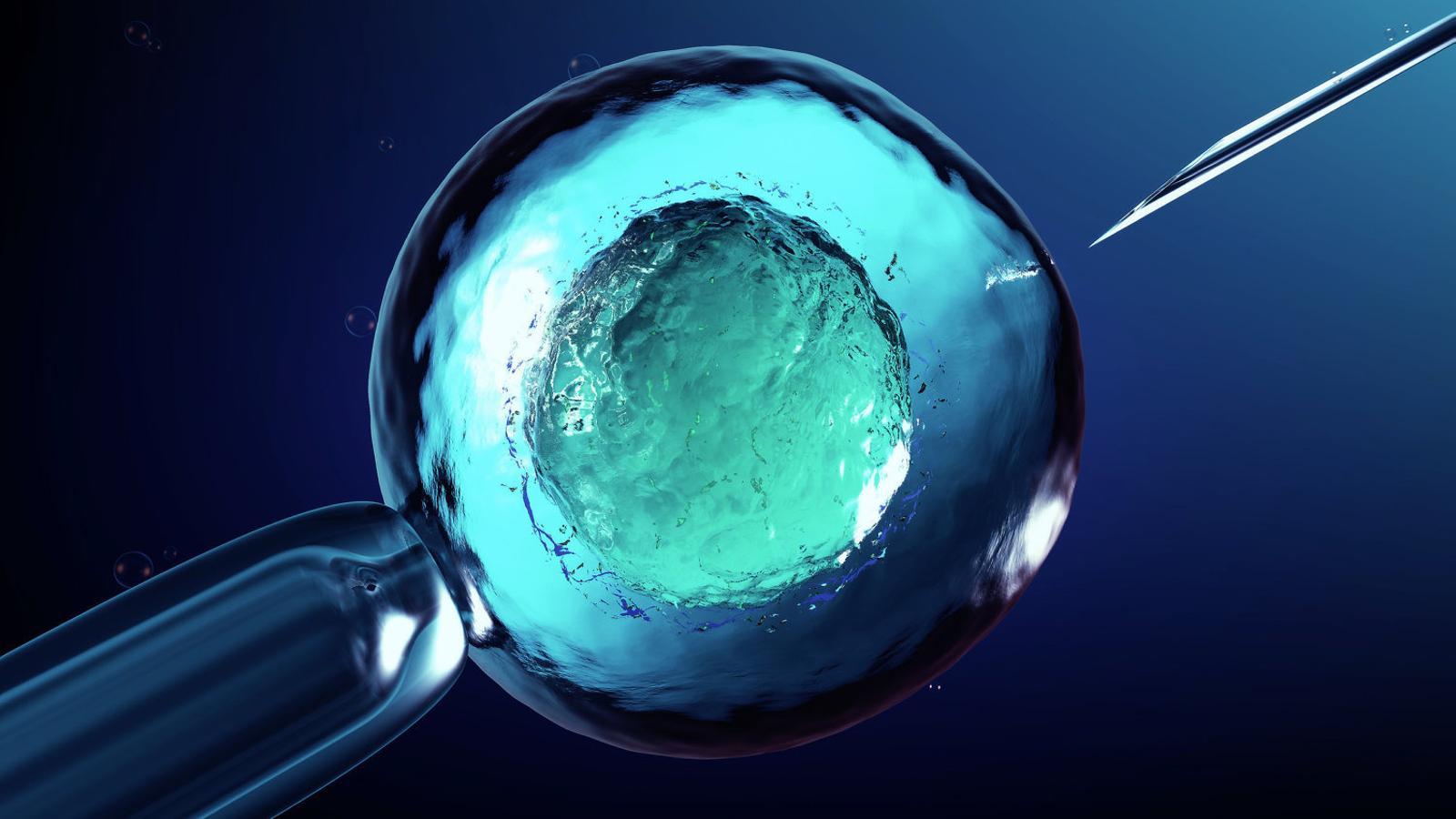 Imatge d’una fecundació in vitro, la tecnologia que ha fet servir el científic xinès per obtenir els embrions que després han sigut manipulats genèticament. / GETTY
